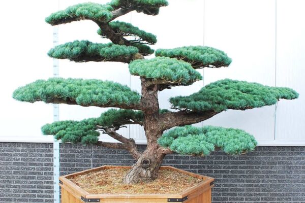 Pinus-parv.-Glauca_BONSAI-200-250-CONT_2519201