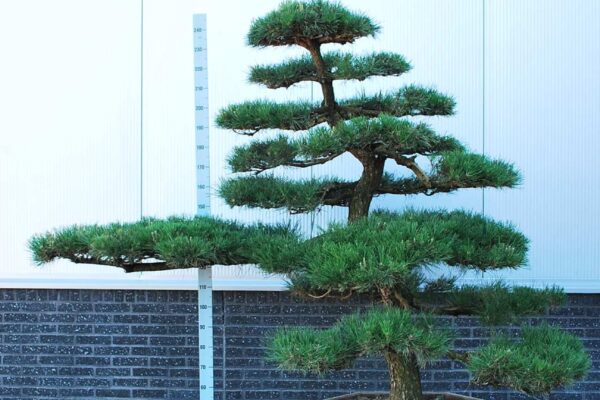 Pinus-thunbergii_BONSAI-150-175-CONT_2325151