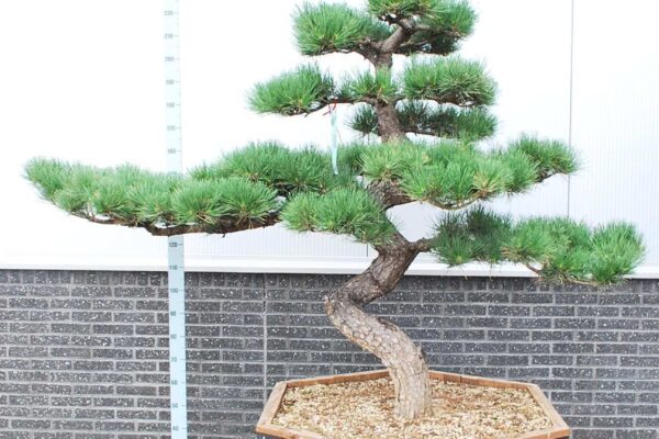 Pinus-thunbergii_BONSAI-200-CONT_2475891